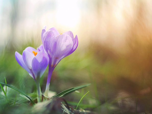 Весна – время надежд и пробуждения духа